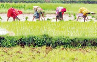 Only in 369 hectare of ropes | केवळ ३६९ हेक्टरमध्येच रोवणी Only in 369 hectare of ropes | केवळ ३६९ हेक्टरमध्येच रोवणी