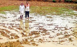 'Paddy' sowed but did not grow | ‘धान’ पेरले पण उगवलेच नाही