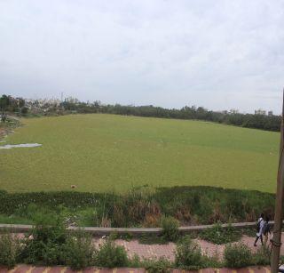 South America's hyacinth is headache | दक्षिण अमेरिकेची जलकुंभी ठरली डोकेदुखी South America's hyacinth is headache | दक्षिण अमेरिकेची जलकुंभी ठरली डोकेदुखी