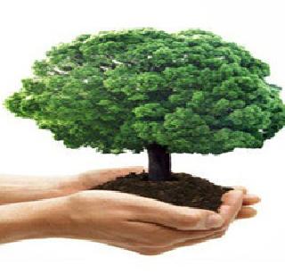 Tremendous tree in the grave! | कब्रस्तानात वृक्षराजी बहरली! Tremendous tree in the grave! | कब्रस्तानात वृक्षराजी बहरली!