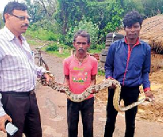 Surprisers gave life to Ajagara | सर्पमित्रांनी अजगराला दिले जीवदान Surprisers gave life to Ajagara | सर्पमित्रांनी अजगराला दिले जीवदान