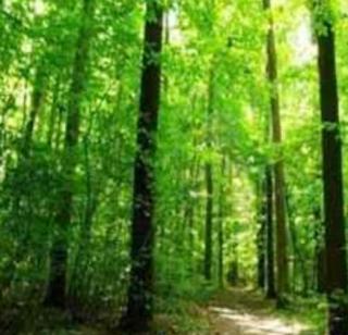 One-and-a half acre of sandalwood! | दीड एकरात चंदनाचा दरवळ!