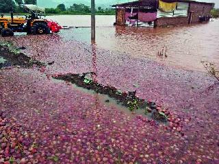 Dangsondayat onion in water | डांगसौंदाणेत कांदा पाण्यात Dangsondayat onion in water | डांगसौंदाणेत कांदा पाण्यात