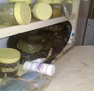 The snake came to the hospital ... | दवाखान्यात आला साप...