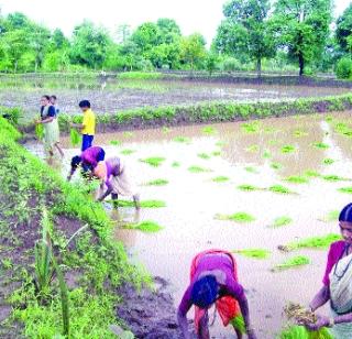 The village of Vikramgad will be Kolam (Chinmine), rice extract? | विक्रमगडचा गावठी कोलम (झिनी), तांदूळ नामशेष होणार?