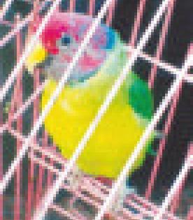 Forest Department captured 21 parrots | वन विभागाने पकडले २१ पोपट Forest Department captured 21 parrots | वन विभागाने पकडले २१ पोपट