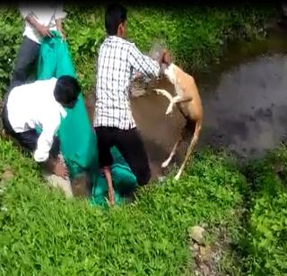 VIDEO - The neck of the biscuit, the neck of the dog stuck in the utensil! | VIDEO - बिस्कीट खाण्याच्या नादात बरणीत अडकली कुत्र्याची मान!