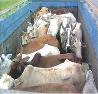 55 bulls taken for slaughter, 4 accused arrested | कत्तलीसाठी घेऊन जाणारे ५५ बैल जप्त, ४ आरोपींना अटक