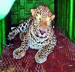 Leopard Jeriband in Kathapur | काठापूरला बिबट्या जेरबंद