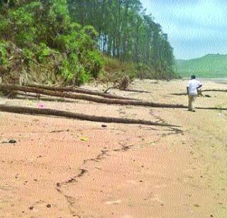 Trees grown due to sand rains | रेती उपशामुळे उन्मळली सुरुची झाडे