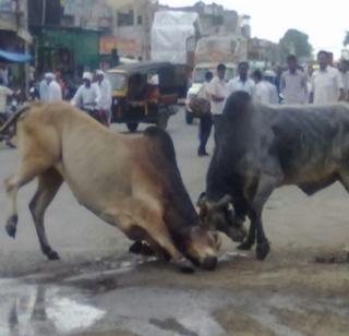 Bull battles third time in Chalbaajaar square | शेलूबाजार चौकात वळूची तिसऱ्यांदा झुंज