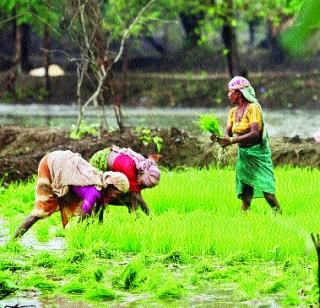 'Farmers, Benefits of Prime Minister's Insurance Scheme' | ‘शेतकऱ्यांनो घ्या, पंतप्रधान पीक विमा योजनेचा लाभ’