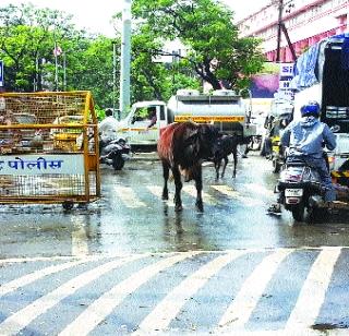 The hawkish cattle in Evershine City | एव्हरशाइन सिटीत मोकाट गुरांचा सुळसुळाट