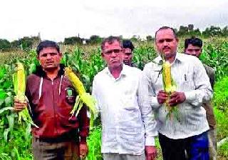 American sweet corn farming on waste landscaping | ओसाड माळरानावर अमेरिकन गोड मक्याची शेती