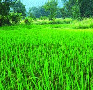 Appeal to take advantage of PM Crop Insurance Schemes | पंतप्रधान पीक विमा योजनांचा लाभ घेण्याचे आवाहन