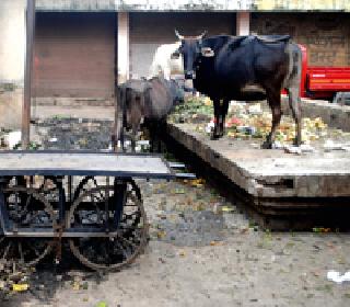 Millions of revenues still reel in the market | लाखोंचा महसूल तरीही बाजारात कचराकोंडी Millions of revenues still reel in the market | लाखोंचा महसूल तरीही बाजारात कचराकोंडी