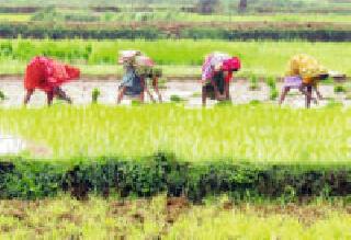 जिल्ह्यात ३० टक्केच रोवणी