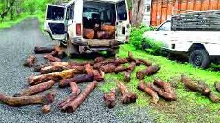 Well the robbery of wood caught up | खैर लाकडाची चोरी पकडली Well the robbery of wood caught up | खैर लाकडाची चोरी पकडली
