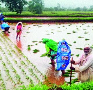 This year rice is 5 thousand hectare | यंदा ५ हजार हेक्टरवर भात