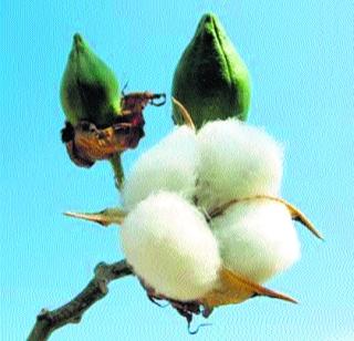 Cotton attack on cotton, soybean | कापूस, सोयाबीनवर किडींचा हल्ला