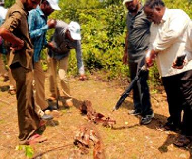 Pachpuna in the pavement, Yatevahi forest | पुरकाबोडी, येटेवाही जंगलात वाघाच्या पाऊलखुणा Pachpuna in the pavement, Yatevahi forest | पुरकाबोडी, येटेवाही जंगलात वाघाच्या पाऊलखुणा