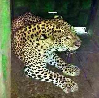 Leopard in Manoli | मानोलीमध्ये बिबट्या जेरबंद Leopard in Manoli | मानोलीमध्ये बिबट्या जेरबंद