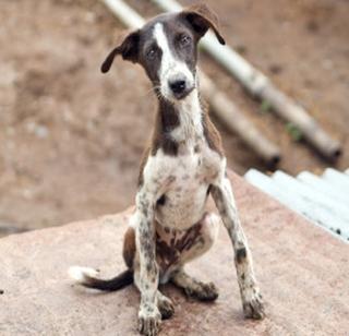 In the fight between the two, the third victim, and the dog died on the promise of killing the youth | दोघांच्या भांडणात तिस-याचा बळी, कुत्रा अंगावर धावून गेल्याच्या वादातून तरूणाची हत्या