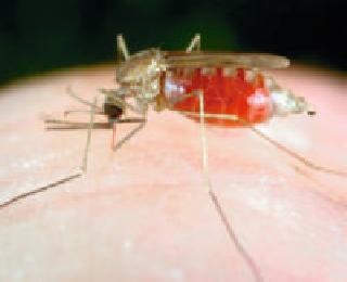 66 9 villages have malaria affected | ६६९ गावे मलेरियाग्रस्त 66 9 villages have malaria affected | ६६९ गावे मलेरियाग्रस्त
