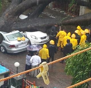 In Malad, a tree collapses 1 dead due to heavy rains | मालाडमध्ये मुसळधार पावसामुळे झाड कोसळून १ ठार