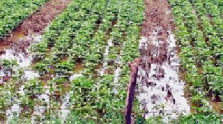 Destruction of tur pea in millions of acres | लाखभर एकरातील तूर पीक नष्ट Destruction of tur pea in millions of acres | लाखभर एकरातील तूर पीक नष्ट