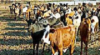 Livestock Insurance will be celebrated in Pune | पशुधन विमा पंधरवडा होणार साजरा Livestock Insurance will be celebrated in Pune | पशुधन विमा पंधरवडा होणार साजरा