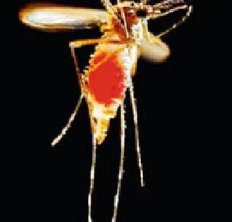 Malaria spreading legs! A woman dagwal | मलेरिया पसरतोय पाय! एक महिला दगावली Malaria spreading legs! A woman dagwal | मलेरिया पसरतोय पाय! एक महिला दगावली