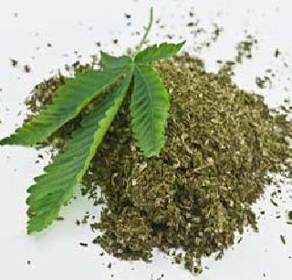 In the city's shops selling ganja shops | शहरात गांजा विक्रीच्या अड्ड्यांवर धाडसत्र In the city's shops selling ganja shops | शहरात गांजा विक्रीच्या अड्ड्यांवर धाडसत्र
