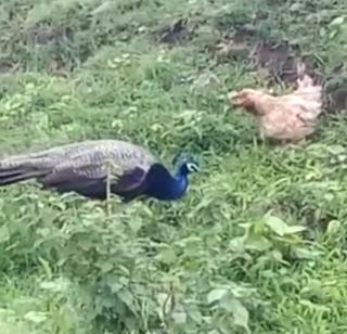 VIDEO: The chickens struggle to save the pigs | VIDEO : पिलांना वाचवण्यासाठी कोंबडीने दिली मोराशी झुंज