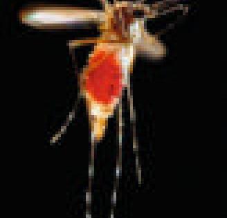 -Gandiya dengue-malaria block | -तर गोंदियाला डेंग्यु-मलेरियाचा विळखा -Gandiya dengue-malaria block | -तर गोंदियाला डेंग्यु-मलेरियाचा विळखा