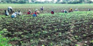 Wages will be lost due to wage rates | मजुरीचे दर कडाडल्याने बळीराजा झाला हवालदिल Wages will be lost due to wage rates | मजुरीचे दर कडाडल्याने बळीराजा झाला हवालदिल