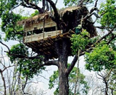 'Machan Tourism' to be organized in Bhandara-Gondia district! | भंडारा-गोंदिया जिल्ह्यात होणार ‘मचाण पर्यटन’! 'Machan Tourism' to be organized in Bhandara-Gondia district! | भंडारा-गोंदिया जिल्ह्यात होणार ‘मचाण पर्यटन’!