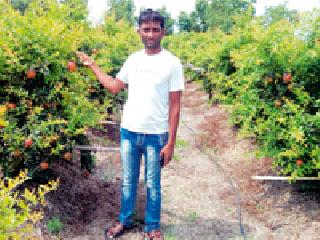 Pulses beat unemployment done by the crop | डाळींब पिकातून केली बेरोजगारीवर मात Pulses beat unemployment done by the crop | डाळींब पिकातून केली बेरोजगारीवर मात