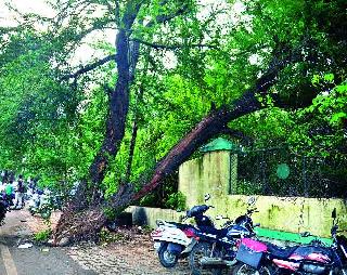 Human and natural danger to trees | झाडांना मानवी अन् नैसर्गिक धोका