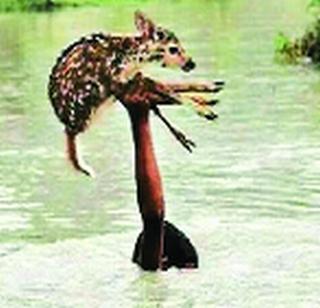 Photo of Assam floods and photos in Bangladesh | आसामचा पूर आणि अहवालात फोटो बांगलादेशचा