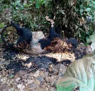 Two leopards die with electric shocks | विजेच्या धक्क्याने दोन बिबट्यांचा मृत्यू Two leopards die with electric shocks | विजेच्या धक्क्याने दोन बिबट्यांचा मृत्यू