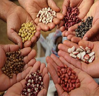 Only 200 farmers benefit from free seed! | मोफत बियाण्यांचा लाभ केवळ २०० शेतकऱ्यांना !