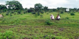 Grazing pasture | गावालगतच चराई : Grazing pasture | गावालगतच चराई :