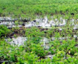 Fishery leakage to the farmland | शेतशिवाराला फुटला पाझर