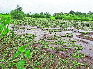 Crop damage | पिकांचे नुकसान