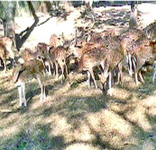 Rare house to the rare deer! | दुर्मीळ हरणांना हक्काचे घर ! Rare house to the rare deer! | दुर्मीळ हरणांना हक्काचे घर !