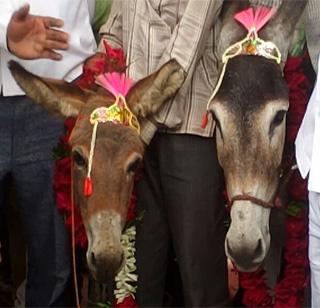 Due to rumors ... the ass got married in Latur ...! | लागले रे लागले ... लातुरात गाढवाचे लग्न लागले...!