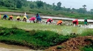 Paddy farmers have dried up | भात उत्पादक शेतकरी सुखावला Paddy farmers have dried up | भात उत्पादक शेतकरी सुखावला