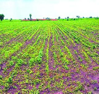 Crush the crops on seven thousand hectares! | सात हजार हेक्टरवरील पिकांना तडाखा!