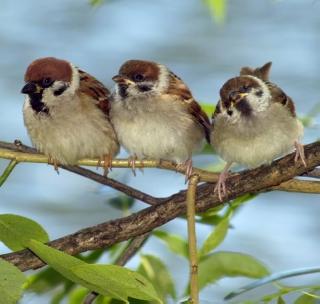 30th state bird festival meet in January! | ३0 वे राज्य पक्षीमित्र संमेलन जानेवारीमध्ये!